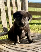 Rocky - Aussiedor, a male Australian Shepherd and Labrador Retriever for sale in Greers Ferry, AR – 3 of 10