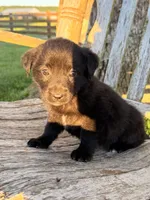 Baby -  Aussiedor, a female Australian Shepherd and Labrador Retriever for sale in Greers Ferry, AR – 9 of 10