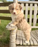 Luke, a male Australian Shepherd for sale in Greers Ferry, AR – 7 of 8