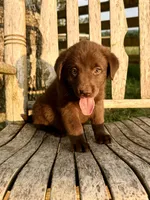 Brea -  Aussiedor, a female Australian Shepherd and Labrador Retriever for sale in Greers Ferry, AR – 10 of 10