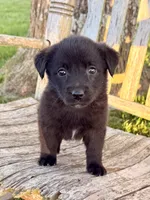Baby -  Aussiedor, a female Australian Shepherd and Labrador Retriever for sale in Greers Ferry, AR – 2 of 10