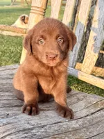 Brea -  Aussiedor, a female Australian Shepherd and Labrador Retriever for sale in Greers Ferry, AR – 8 of 10