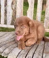 River -  Aussiedor, a male Australian Shepherd and Labrador Retriever for sale in Greers Ferry, AR – 7 of 10