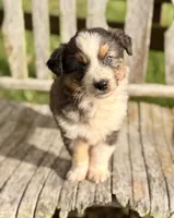 Garth, a male Australian Shepherd for sale in Greers Ferry, AR – 6 of 10