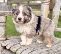 Fancy, a female Australian Shepherd for sale in Greers Ferry, AR – 8 of 10