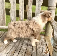 Reba, a female Australian Shepherd for sale in Greers Ferry, AR – 9 of 10