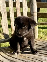 Rocky - Aussiedor, a male Australian Shepherd and Labrador Retriever for sale in Greers Ferry, AR – 4 of 10