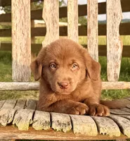 River -  Aussiedor, a male Australian Shepherd and Labrador Retriever for sale in Greers Ferry, AR – 8 of 10