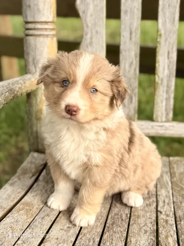 Luke – Australian Shepherd puppy for sale in Greers Ferry, AR