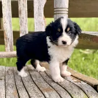 Ella, a female Australian Shepherd for sale in Greers Ferry, AR – 5 of 10