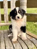 Ella, a female Australian Shepherd for sale in Greers Ferry, AR – 7 of 10