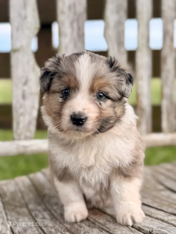 Fancy – Australian Shepherd puppy for sale in Greers Ferry, AR