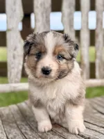 Fancy, a female Australian Shepherd for sale in Greers Ferry, AR – 1 of 10