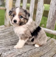 Fancy, a female Australian Shepherd for sale in Greers Ferry, AR – 4 of 10