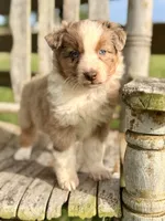 Reba, a female Australian Shepherd for sale in Greers Ferry, AR – 7 of 10