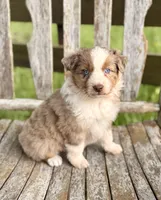 Reba, a female Australian Shepherd for sale in Greers Ferry, AR – 3 of 10