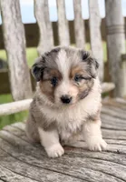 Fancy, a female Australian Shepherd for sale in Greers Ferry, AR – 2 of 10