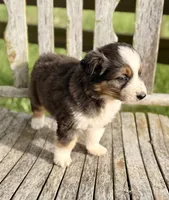 Garth, a male Australian Shepherd for sale in Greers Ferry, AR – 10 of 10