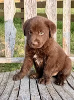 Brix -  Aussiedor, a female Australian Shepherd and Labrador Retriever for sale in Greers Ferry, AR – 4 of 10