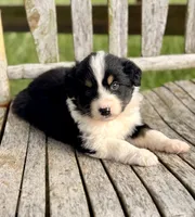 Ella, a female Australian Shepherd for sale in Greers Ferry, AR – 10 of 10