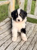 Ella, a female Australian Shepherd for sale in Greers Ferry, AR – 8 of 10