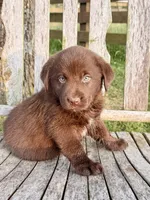 Brix -  Aussiedor, a female Australian Shepherd and Labrador Retriever for sale in Greers Ferry, AR – 6 of 10