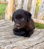 Bella -  Aussiedor, a female Australian Shepherd and Labrador Retriever for sale in Greers Ferry, AR – 8 of 10