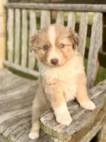 Luke, a male Australian Shepherd for sale in Greers Ferry, AR – 4 of 8