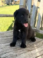 Rex -  Aussiedor, a male Australian Shepherd and Labrador Retriever for sale in Greers Ferry, AR – 9 of 10