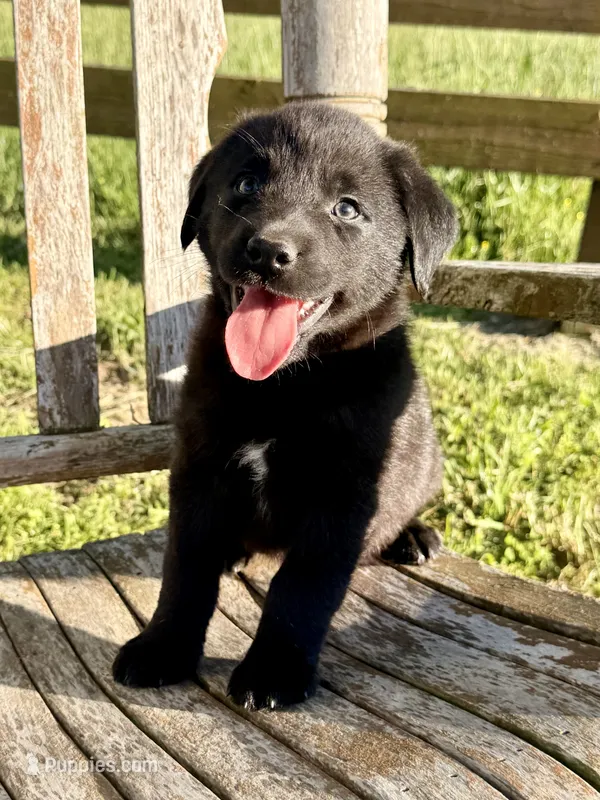 Rocky - Aussiedor – Australian Shepherd, Labrador Retriever puppy for sale in Greers Ferry, AR