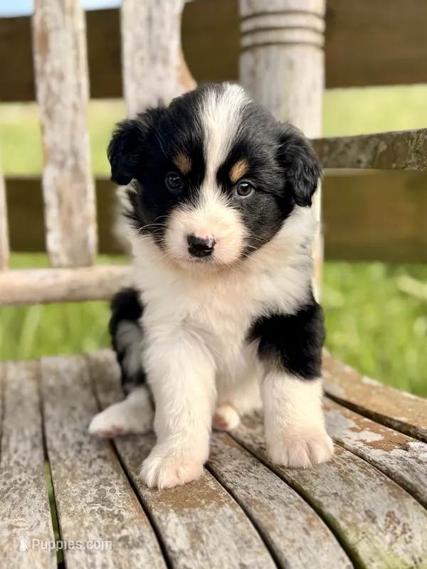 Ella – Australian Shepherd puppy for sale in Greers Ferry, AR