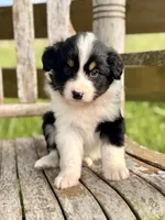 Ella, a female Australian Shepherd for sale in Greers Ferry, AR – 1 of 10