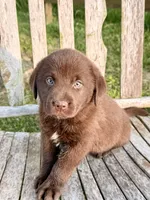 Brix -  Aussiedor, a female Australian Shepherd and Labrador Retriever for sale in Greers Ferry, AR – 5 of 10