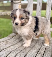 Fancy, a female Australian Shepherd for sale in Greers Ferry, AR – 9 of 10