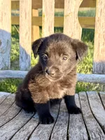 Baby -  Aussiedor, a female Australian Shepherd and Labrador Retriever for sale in Greers Ferry, AR – 3 of 10