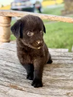 Bella -  Aussiedor, a female Australian Shepherd and Labrador Retriever for sale in Greers Ferry, AR – 2 of 10