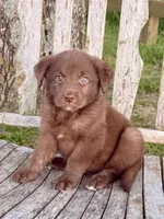 Rider -  Aussiedor, a male Australian Shepherd and Labrador Retriever for sale in Greers Ferry, AR – 2 of 10