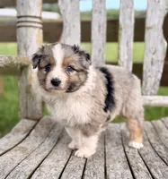 Fancy, a female Australian Shepherd for sale in Greers Ferry, AR – 7 of 10