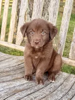 Rider -  Aussiedor, a male Australian Shepherd and Labrador Retriever for sale in Greers Ferry, AR – 10 of 10