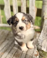 Garth, a male Australian Shepherd for sale in Greers Ferry, AR – 4 of 10
