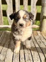 Garth, a male Australian Shepherd for sale in Greers Ferry, AR – 9 of 10