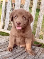 River -  Aussiedor, a male Australian Shepherd and Labrador Retriever for sale in Greers Ferry, AR – 5 of 10