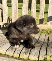 Rocky - Aussiedor, a male Australian Shepherd and Labrador Retriever for sale in Greers Ferry, AR – 9 of 10