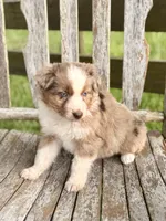 Reba, a female Australian Shepherd for sale in Greers Ferry, AR – 6 of 10