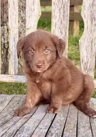 Rider -  Aussiedor, a male Australian Shepherd and Labrador Retriever for sale in Greers Ferry, AR – 7 of 10