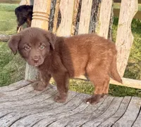 Rider -  Aussiedor, a male Australian Shepherd and Labrador Retriever for sale in Greers Ferry, AR – 8 of 10