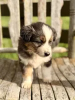 Garth, a male Australian Shepherd for sale in Greers Ferry, AR – 3 of 10