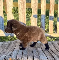 Baby -  Aussiedor, a female Australian Shepherd and Labrador Retriever for sale in Greers Ferry, AR – 8 of 10