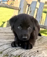 Rex -  Aussiedor, a male Australian Shepherd and Labrador Retriever for sale in Greers Ferry, AR – 3 of 10