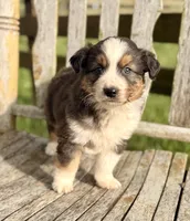Garth, a male Australian Shepherd for sale in Greers Ferry, AR – 5 of 10